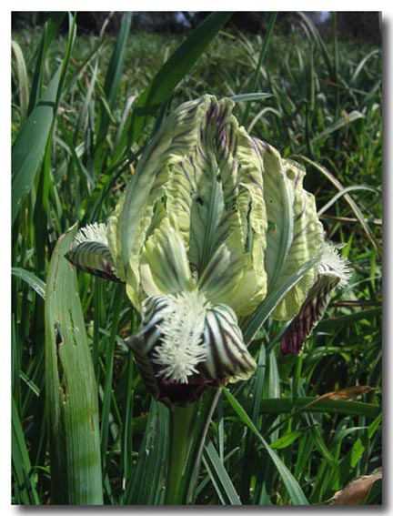 Iris pseudopumila / Giaggiolo siciliano